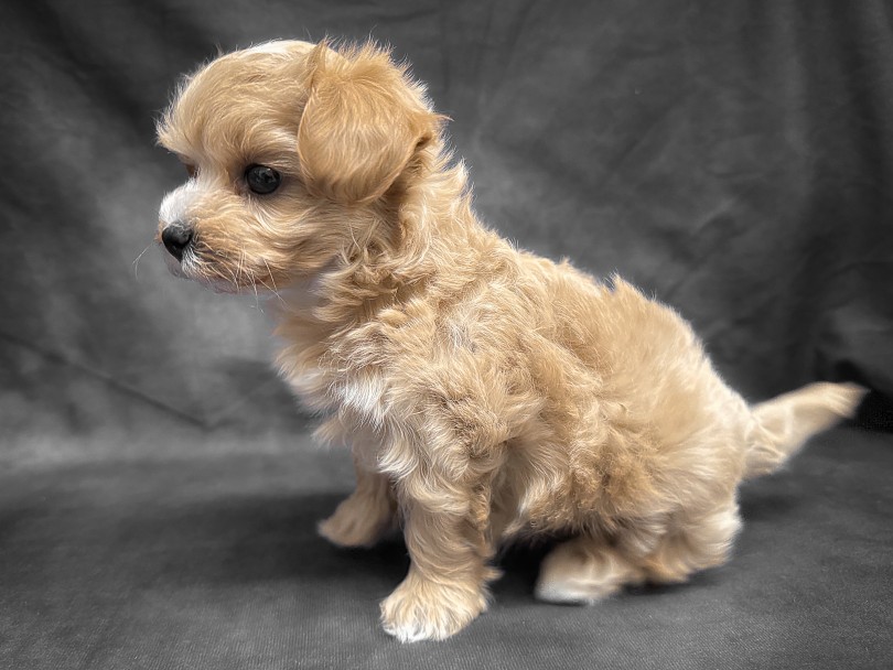 今までにない生活がまっています！ | MIX犬 マルプー （06-253） - 横浜 大倉山店