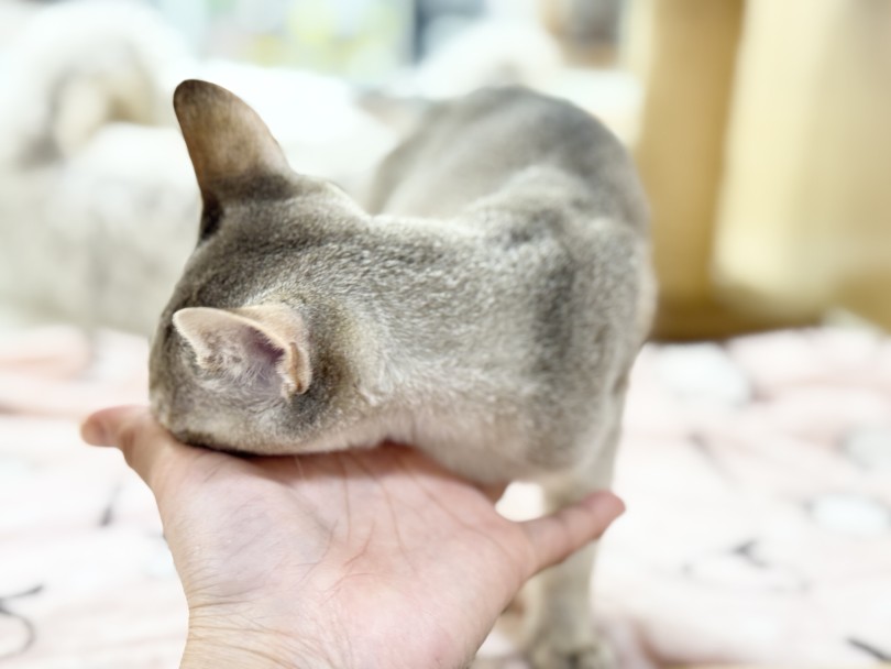 環境慣れも早く人慣れもあっという間♡ | シンガプーラ （06-235） - 横浜 大倉山店
