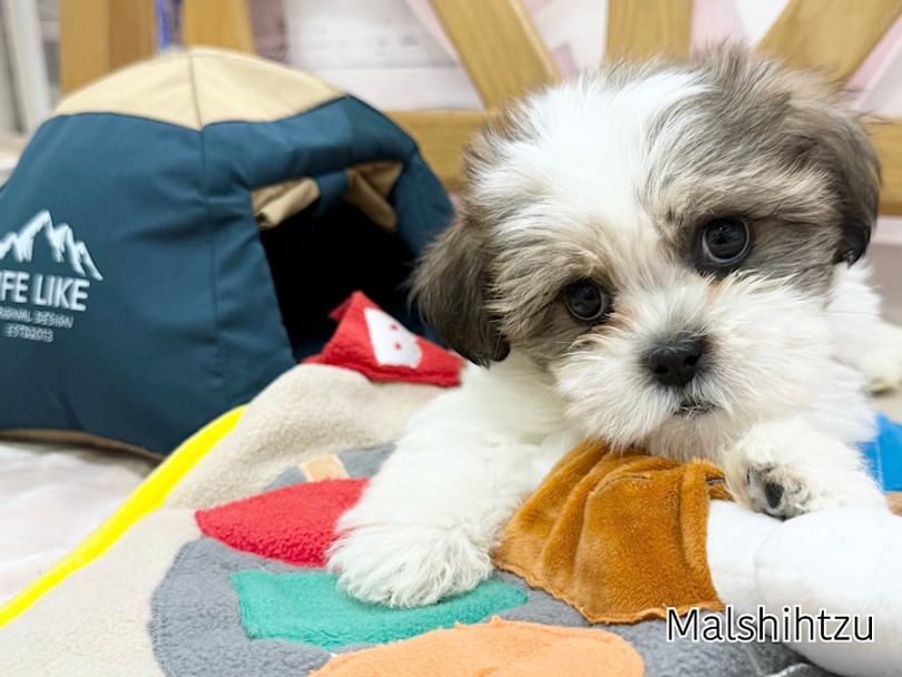 まずは会いに来てください | MIX犬 マルシーズー （03-170） - 横浜 港北ニュータウン店