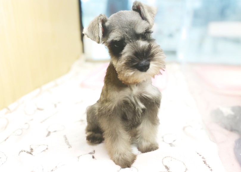 初シャンプーでさらに可愛くなっちゃった♡ | ミニチュア・シュナウザー （06-248） - 横浜 大倉山店