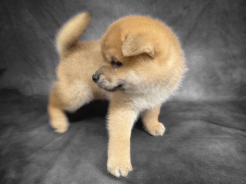 鮮やかな赤毛！ | 柴犬 （06-254） - 横浜 大倉山店