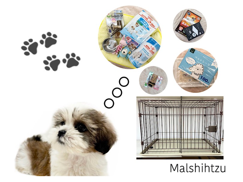 お迎えに必要な用品 | MIX犬 マルシーズー （03-170） - 横浜 港北ニュータウン店