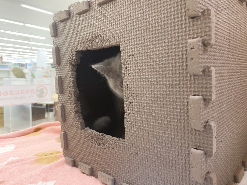 それ見えてる？（笑） | ブリティッシュショートヘア （06-247） - 横浜 大倉山店