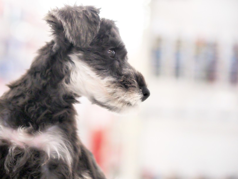 口ひげと眉毛が特徴的な犬種 | ミニチュア・シュナウザー （05-142） - 本羽田店