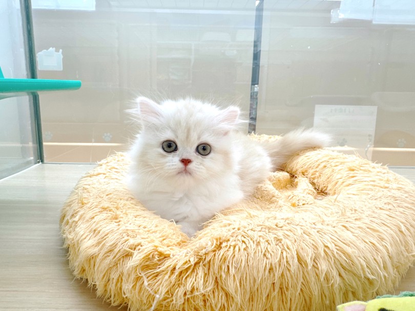 おとなしいサイベリアンの子猫の寝てる画像