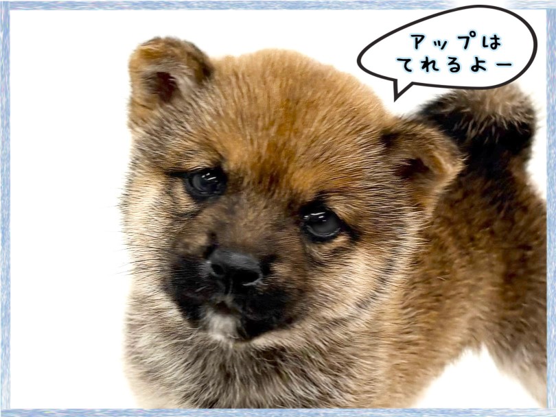 子グマや子たぬきに見えますが、犬です(笑) | 豆柴 （14-175） - 城山店