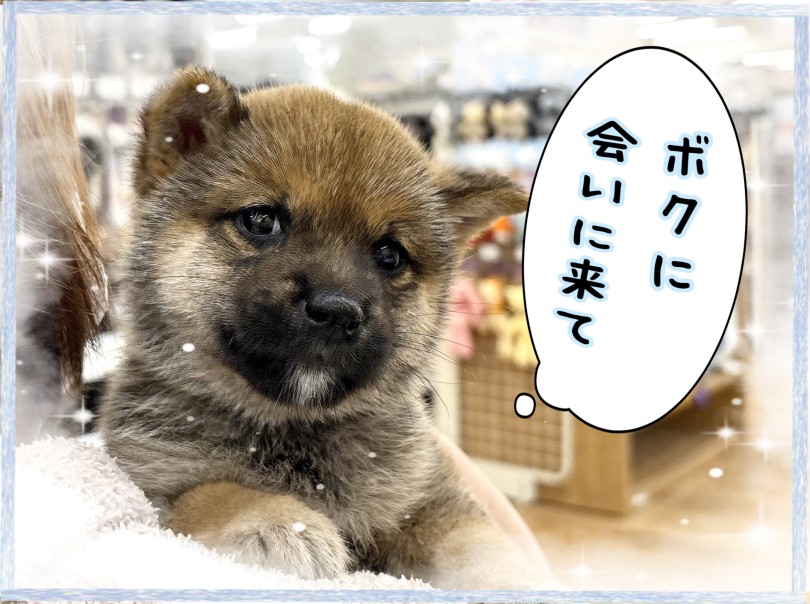 ちょっとドヤ顔(笑) | 豆柴 （14-175） - 城山店