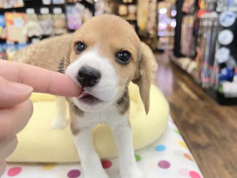 ビーグルちゃんと楽しい生活をスタートしてみませんか？ | ビーグル （18-494） - 横浜 元町店
