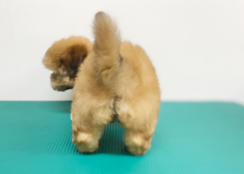 シャンプー後のふわふわ〜 | MIX犬 シープー （06-258） - 横浜 大倉山店