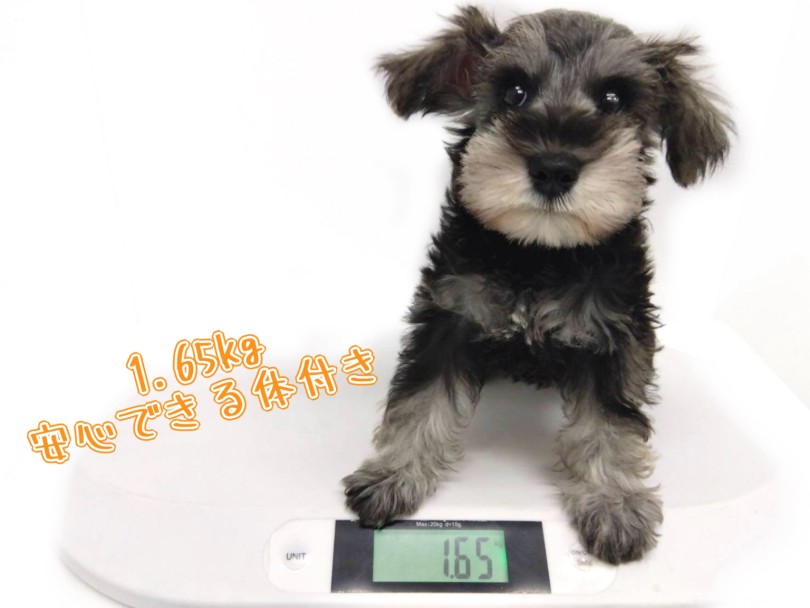 小型犬でありながら筋肉質でがっしりとした体付き | ミニチュア・シュナウザー （19-267） - 東川口店