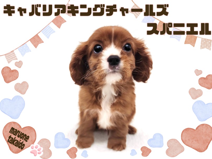 【 キャバリア 】愛嬌たっぷりな童顔フェイス！激レアカラーの甘えん坊な男の子！