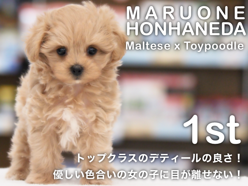【 マルプー 】トップクラスのデティールの良さ！優しい色合いの女の子に目が離せない！