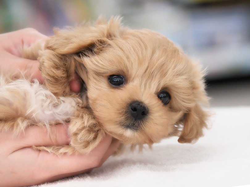 良いところ尽くめのマルプーちゃんは本羽田店でお待ちしております！ | MIX犬 マルプー （05-153） - 本羽田店