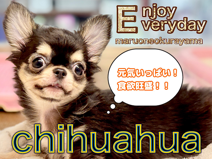 【 チワワ 】2回目のワクチン終了！愛嬌たっぷり元気なブラタンBOY！