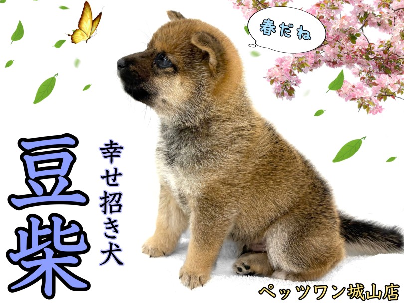 【 豆柴 】暖かい季節になりました。豆ちゃんと一緒に散歩へ行きませんか？