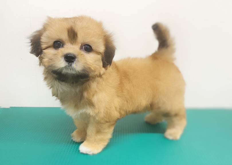 全部乾かしてシャンプー終わり | MIX犬 シープー （06-258） - 横浜 大倉山店