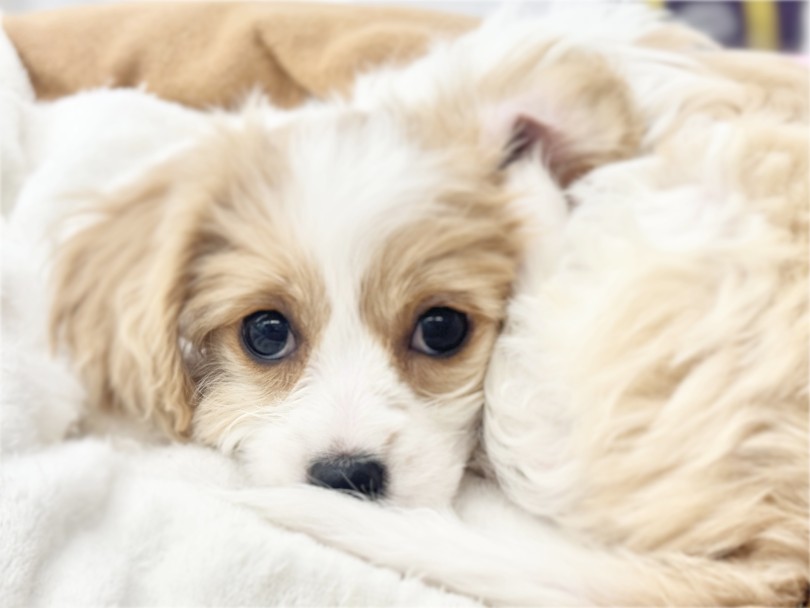 両親の良いところはしっかりと受け継いでいます！ | MIX犬 キャバション （05-146） - 本羽田店