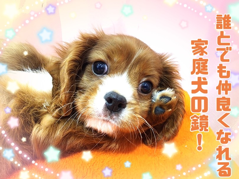 家庭犬の鏡！どんなご家族とも仲良く暮らしていけます | キャバリア・キングチャールズ・スパニエル （17-223） - 高井戸店