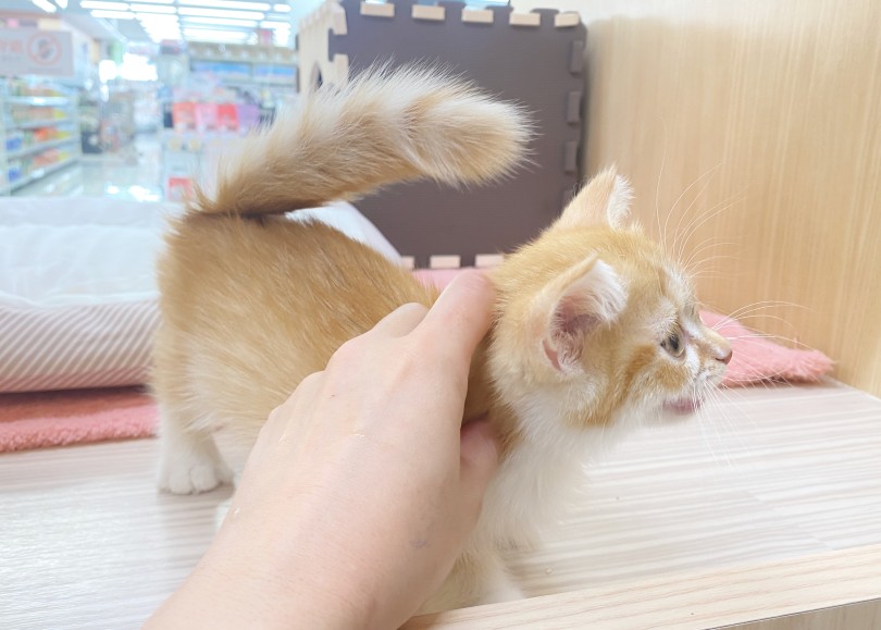 しっぽの角度も背中につく勢い♡ | ミヌエット （06-266） - 横浜 大倉山店