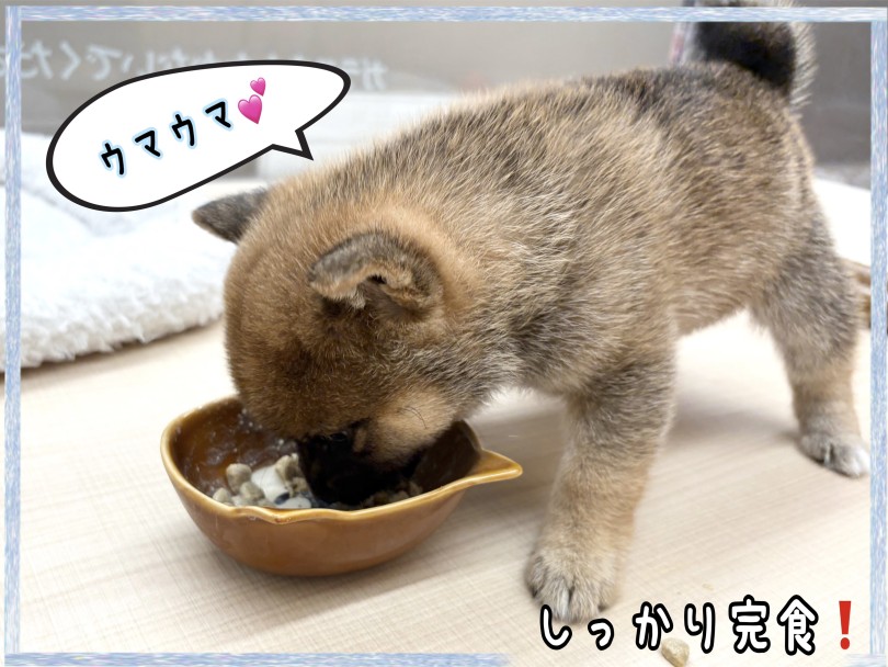 食べっぷりが良い！ | 豆柴 （14-175） - 城山店