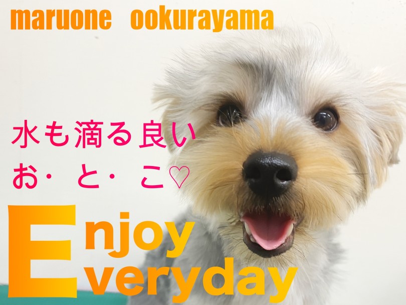 【 ヨークシャーテリア 】シャンプーなんて慣れっこ！水も滴る白銀王子！