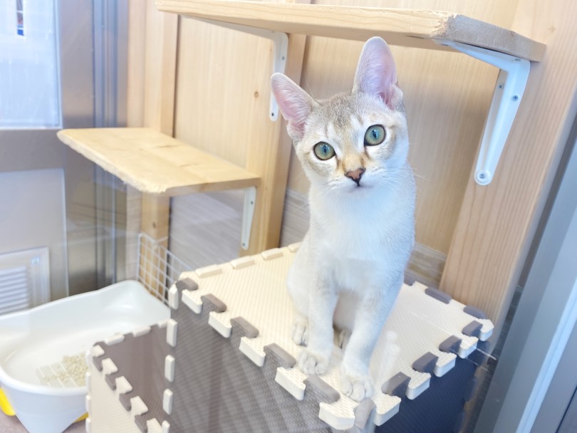 遊び場増築！ | シンガプーラ （06-235） - 横浜 大倉山店