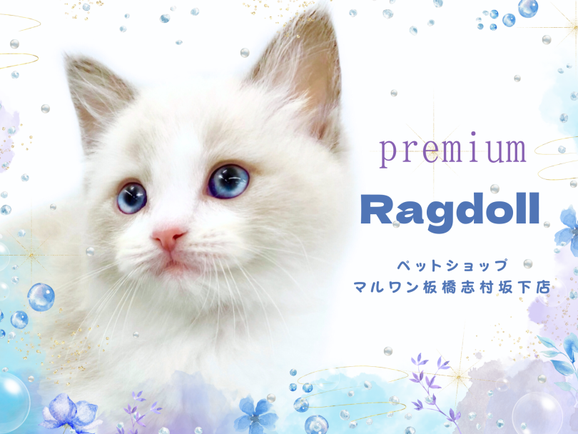 【 ラグドール 】プレミアム級の癒しが詰まったラグドールが志村坂下店に登場！