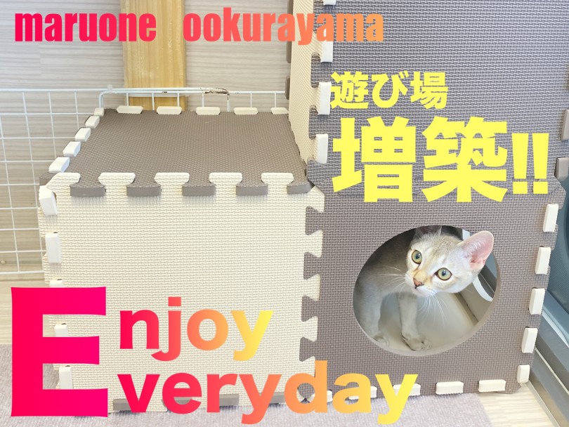 【 シンガプーラ 】遊び場増築中！！ジョイントマットで猫ハウス！
