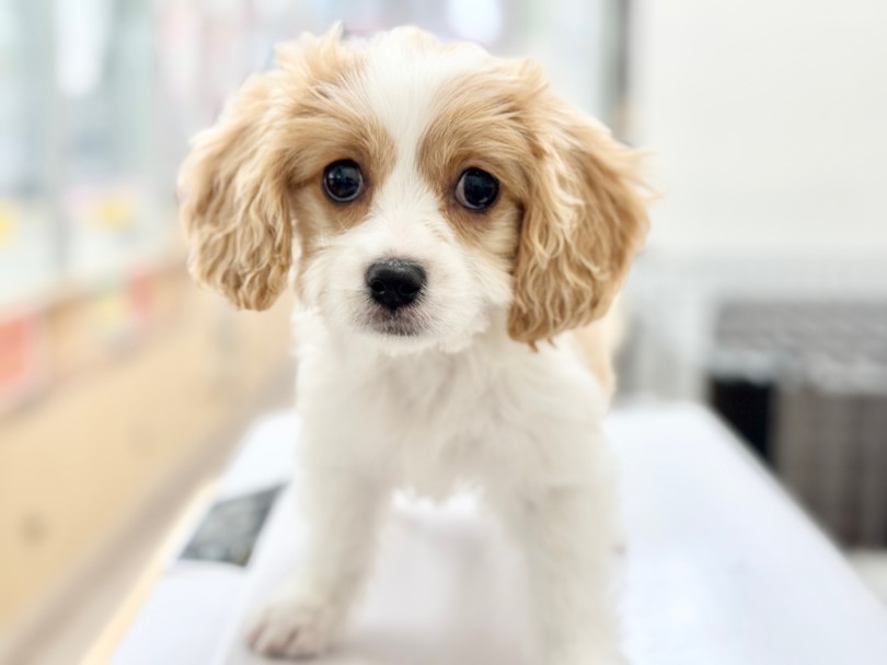 整ったお顔とカラーリングが素敵！ | MIX犬 キャバション （05-146） - 本羽田店
