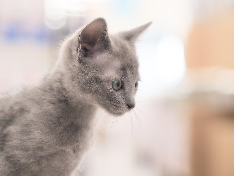 猫ちゃんとのハッピーライフのカギは距離感! | ロシアンブルー (05-150) - 本羽田店