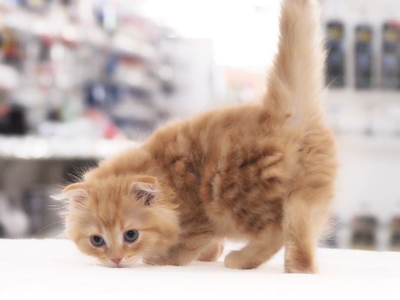 スコちゃんの愛くるしさにロックオンされちゃってくださいね^_^♪ | スコティッシュ・フォールド （05-156） - 本羽田店