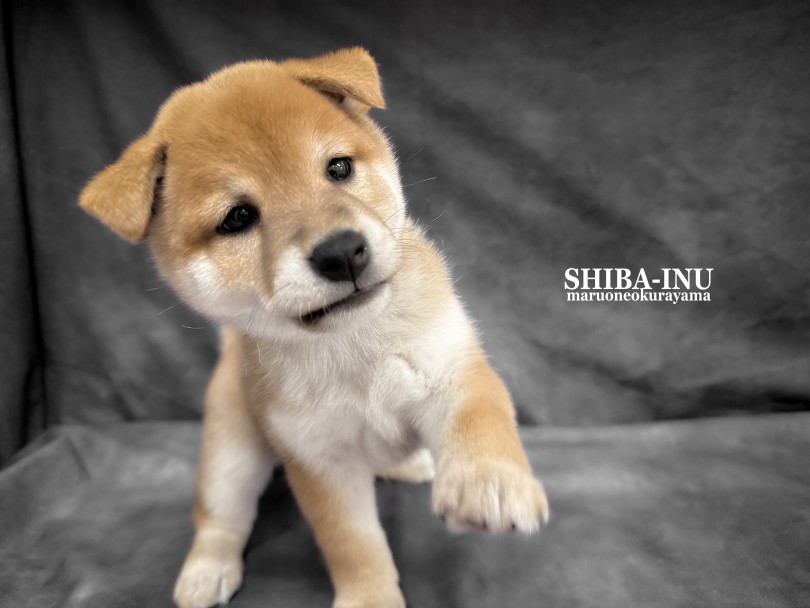 大倉山店流「柴の儀式」も無事終了！！ | 柴犬 （06-265） - 横浜 大倉山店