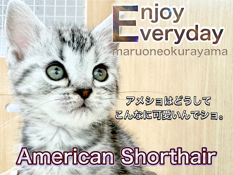 【 アメリカンショートヘア 】環境慣れも早い！丸顔の甘えん坊ニャンコ！