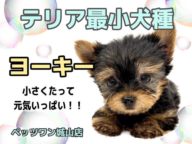【 ヨークシャーテリア 】お待たせしました！可愛すぎるヨーキーちゃんの登場です！