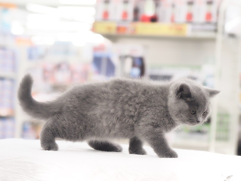 エクセレント級にベルベットな被毛の持ち主！ | ブリティッシュショートヘア （05-155） - 本羽田店