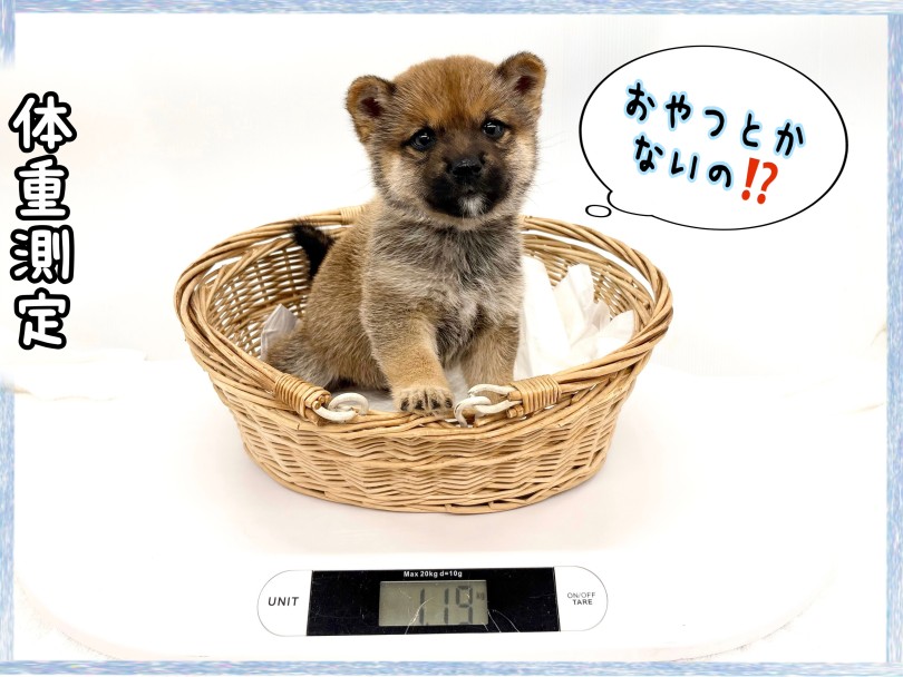 現在の体重は約1.2kg | 豆柴 （14-175） - 城山店