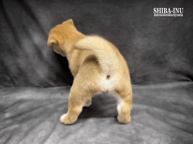 柴犬しか勝たん！！ | 柴犬 （06-265） - 横浜 大倉山店