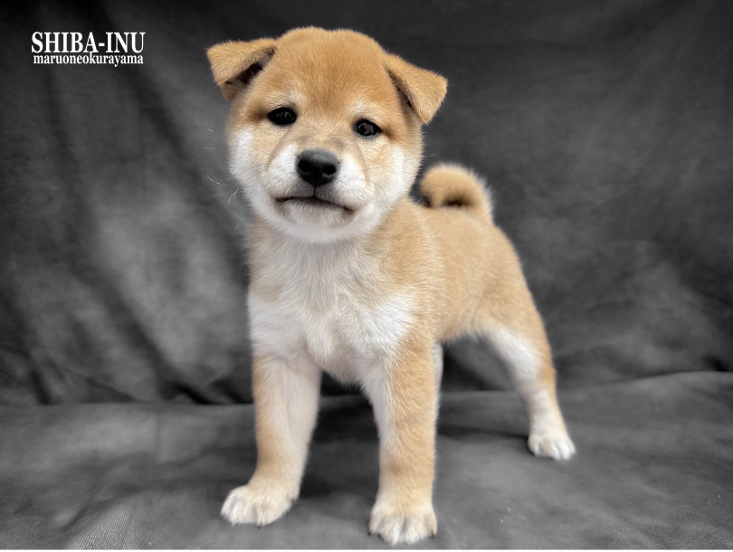 今の時期だけの愛らしいタレ耳スタイル | 柴犬 （06-265） - 横浜 大倉山店