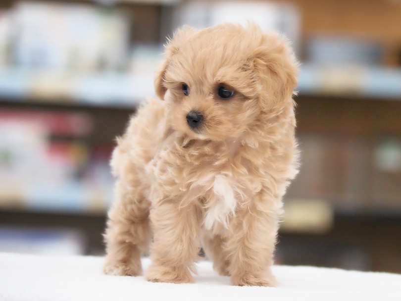 お手入れ時間はたったの5分！初めての人でも簡単！ | MIX犬 マルプー （05-153） - 本羽田店