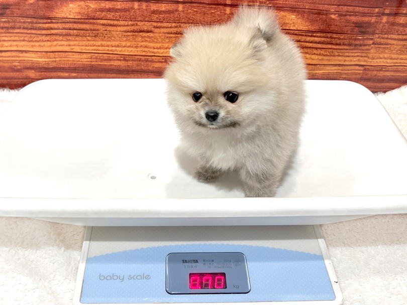 2025年3月27日時点での体重は700g！ | ポメラニアン （02-122） - 横浜 白楽店