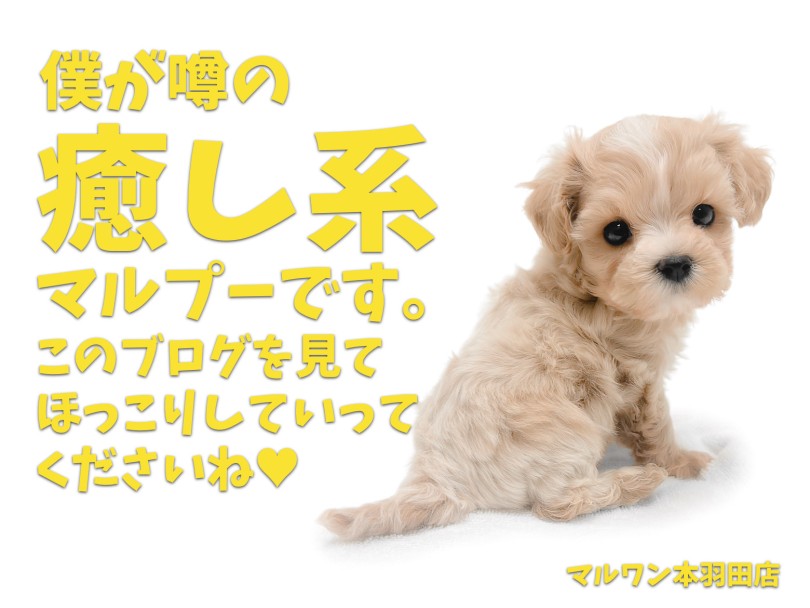 【 マルプー 】春の訪れとともにやってきた超癒やし系ボーイ！