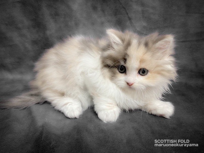 立ち耳だって良いじゃないか。ねこだもの。 | スコティッシュ・フォールド （06-263） - 横浜 大倉山店