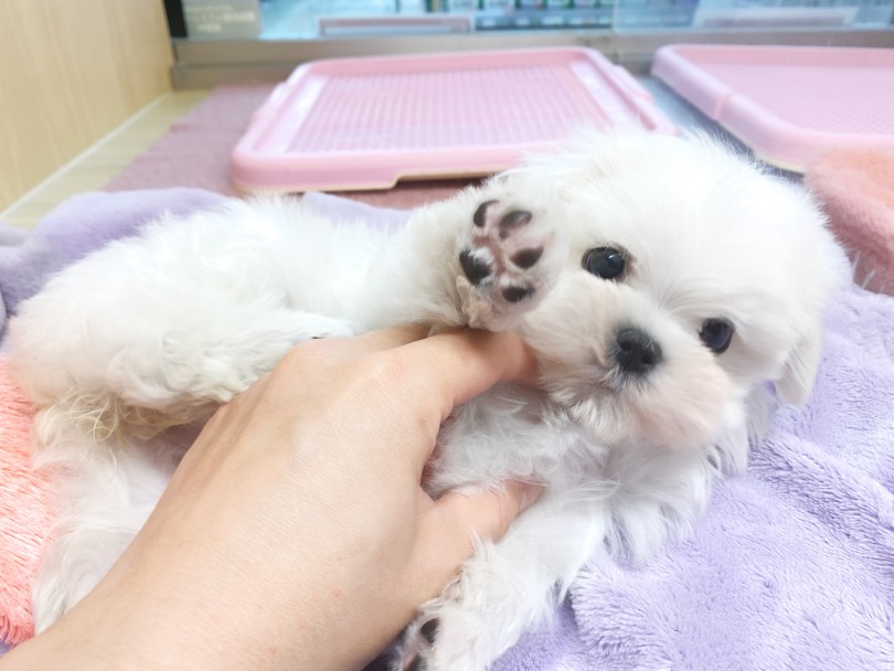 これからの出会いが楽しみだねっ♡ | マルチーズ （06-261） - 横浜 大倉山店