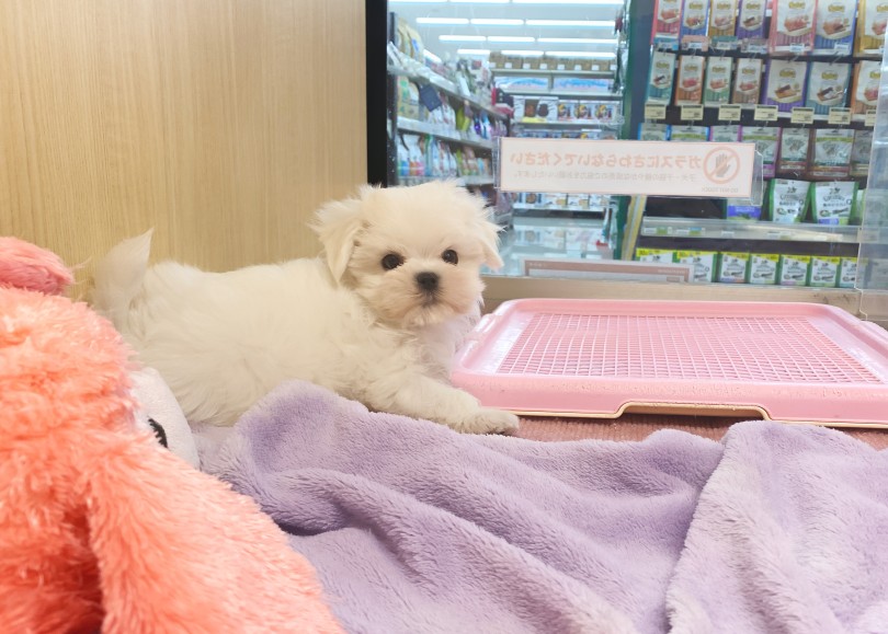 ばっちり目が合いました♡ | マルチーズ （06-261） - 横浜 大倉山店