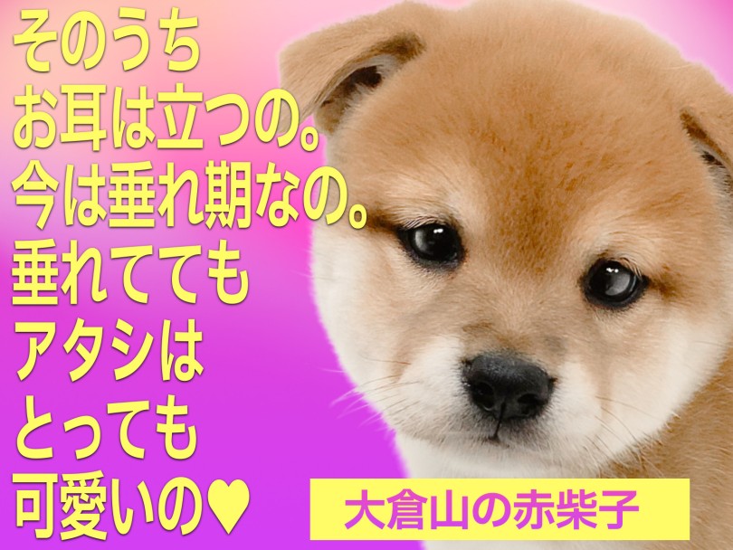 【 柴犬 】環境慣れ抜群な鮮やかな赤毛の女の子！パピー期ならではのタレ耳！