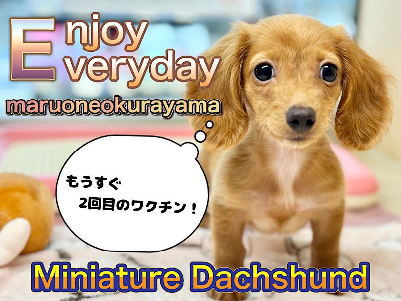 【 ミニチュアダックスフント 】明日は2回目のワクチン！フレンドリーな乙女ちゃん！