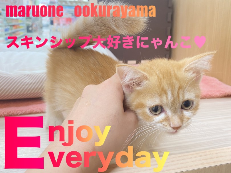 【 ミヌエット 】スキンシップ大好きにゃんこと今日もおしゃべり！