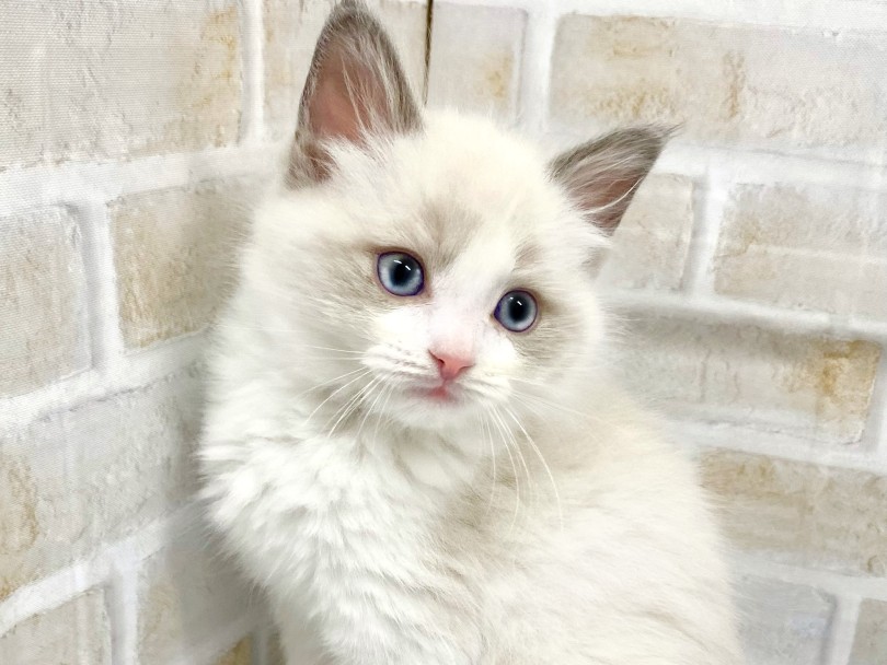 抱っこの時間に限りがない猫ちゃんをお探しの方は当店へお越しくださいませ! | ラグドール (09-203) - 板橋 志村坂下店
