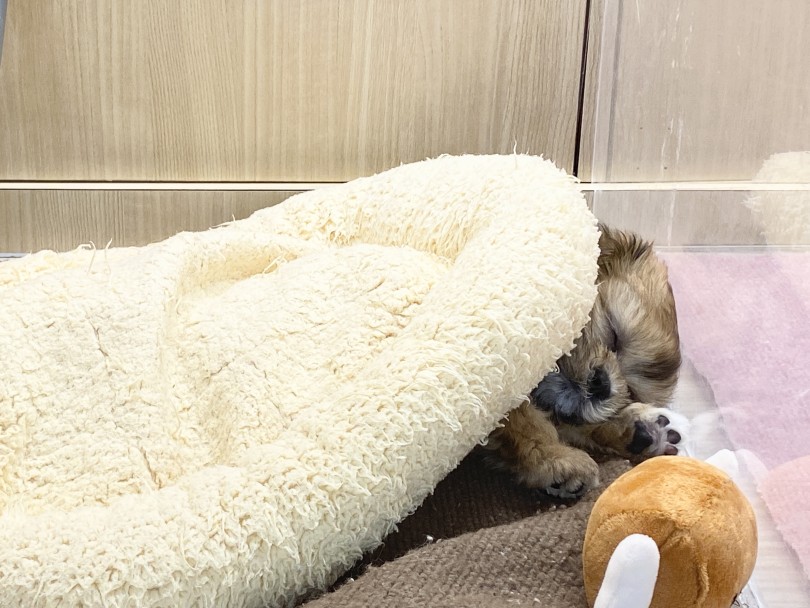 おやすみなさい♡ | MIX犬 シープー （06-258） - 横浜 大倉山店