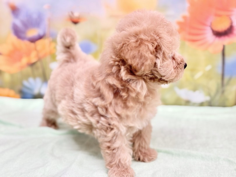毛量も豊か | MIX犬 マルプー （06-257） - 横浜 大倉山店